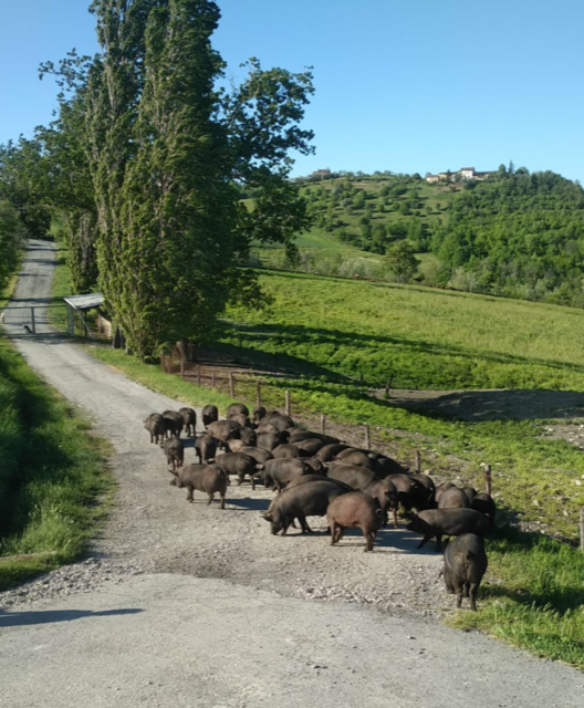 Società agricola San Paolo s.s.