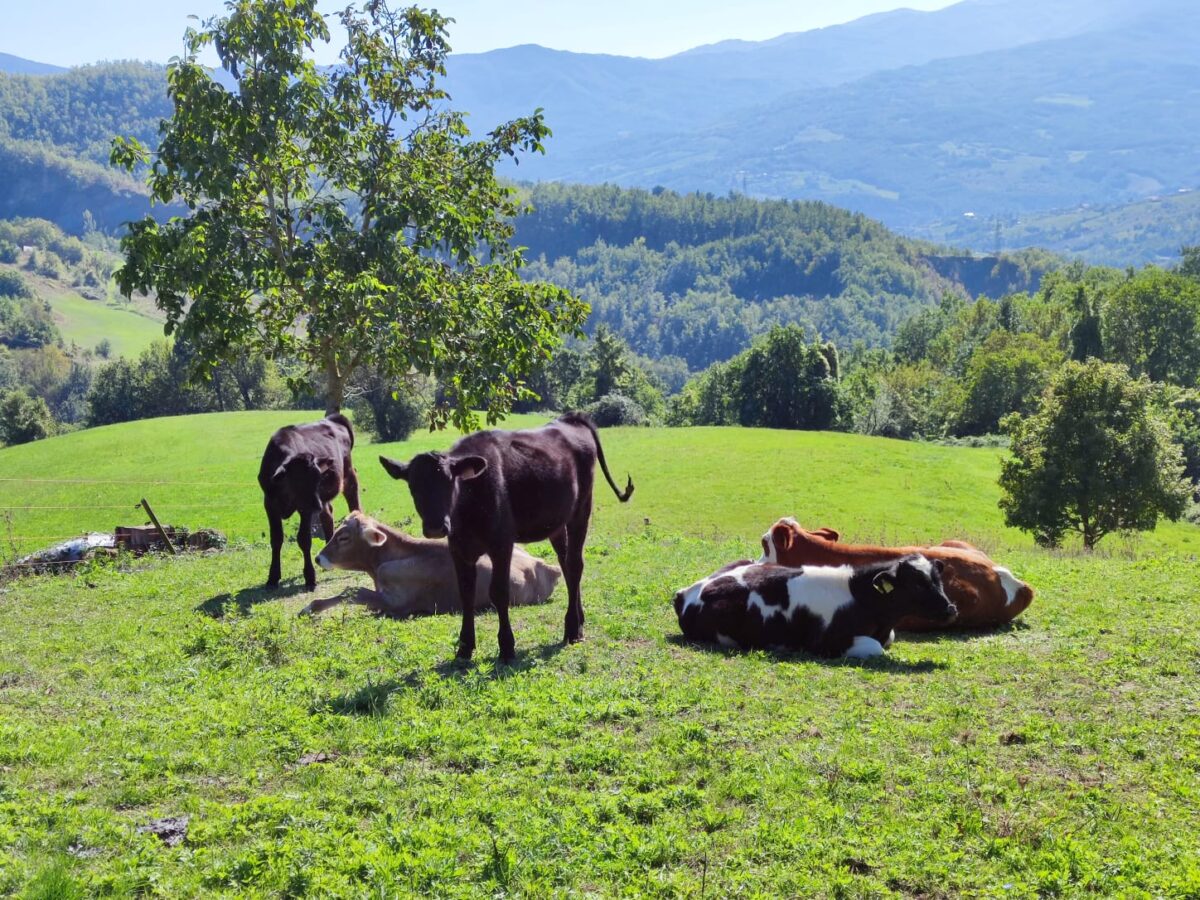 Società agricola Querzola Francesco