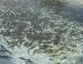Azienda Trota Taro