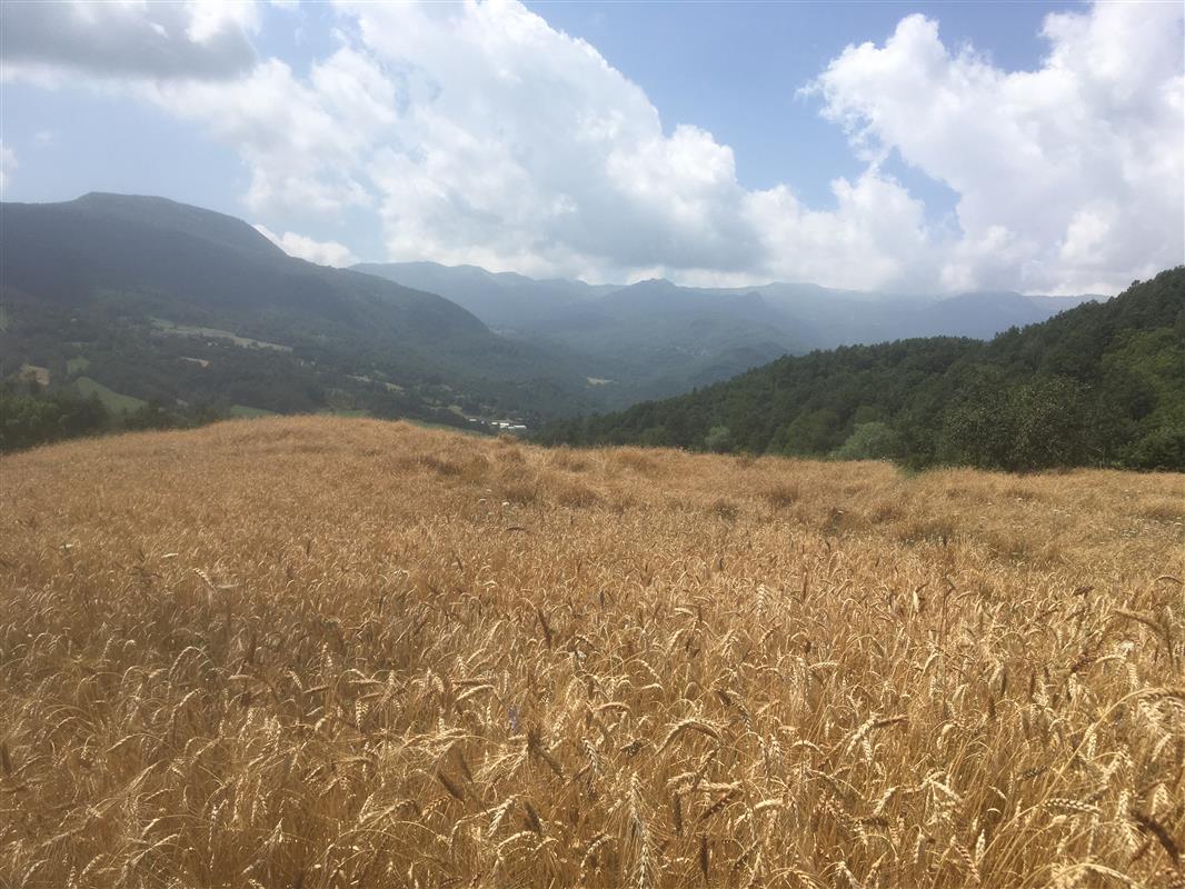 Azienda agricola Ciribibì